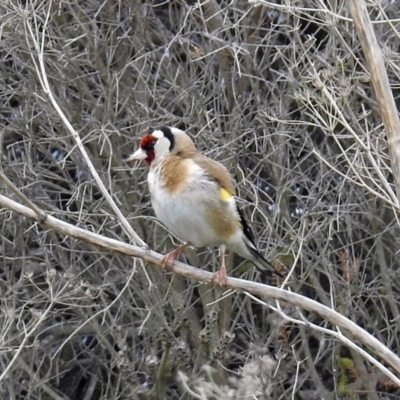 Carduelis carduelis (European Goldfinch) at Jerrabomberra Wetlands - 12 Oct 2018 by RodDeb