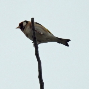 Carduelis carduelis at Fyshwick, ACT - 12 Oct 2018 11:58 AM