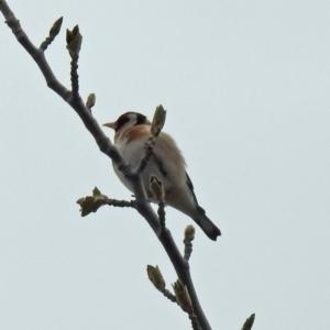 Carduelis carduelis at Fyshwick, ACT - 12 Oct 2018 11:58 AM