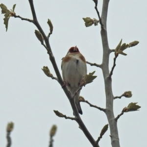 Carduelis carduelis at Fyshwick, ACT - 12 Oct 2018 11:58 AM