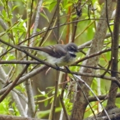 Rhipidura albiscapa (Grey Fantail) at Campbell, ACT - 12 Oct 2018 by RodDeb