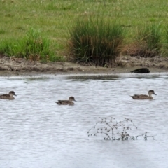 Anas gracilis (Grey Teal) at Fyshwick, ACT - 12 Oct 2018 by RodDeb