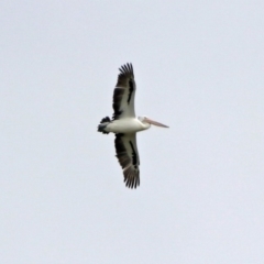 Pelecanus conspicillatus (Australian Pelican) at Campbell, ACT - 12 Oct 2018 by RodDeb