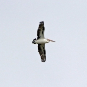 Pelecanus conspicillatus at Campbell, ACT - 12 Oct 2018 12:45 PM