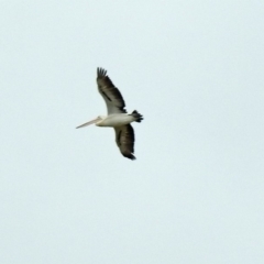 Pelecanus conspicillatus at Campbell, ACT - 12 Oct 2018