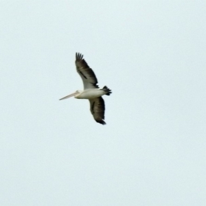 Pelecanus conspicillatus at Campbell, ACT - 12 Oct 2018 12:45 PM