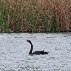 Cygnus atratus (Black Swan) at Campbell, ACT - 12 Oct 2018 by RodDeb