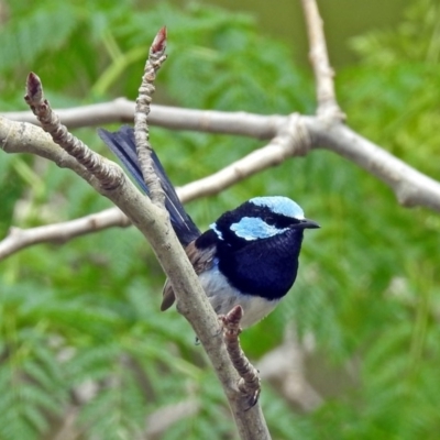 Malurus cyaneus (Superb Fairywren) at Fyshwick, ACT - 12 Oct 2018 by RodDeb