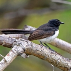 Rhipidura leucophrys (Willie Wagtail) at Fyshwick, ACT - 12 Oct 2018 by RodDeb