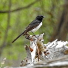 Rhipidura leucophrys at Fyshwick, ACT - 12 Oct 2018