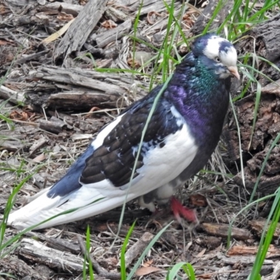 Columba livia (Rock Dove (Feral Pigeon)) at Fyshwick, ACT - 12 Oct 2018 by RodDeb