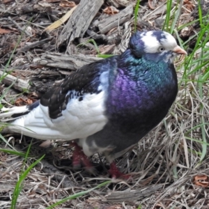 Columba livia at Fyshwick, ACT - 12 Oct 2018