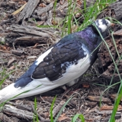 Columba livia at Fyshwick, ACT - 12 Oct 2018