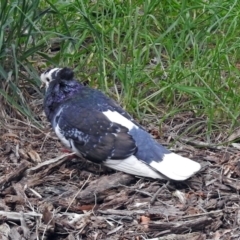 Columba livia at Fyshwick, ACT - 12 Oct 2018 01:56 PM