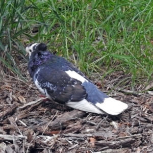 Columba livia at Fyshwick, ACT - 12 Oct 2018 01:56 PM