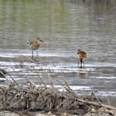 Calidris acuminata (Sharp-tailed Sandpiper) at Jerrabomberra Wetlands - 12 Oct 2018 by RodDeb