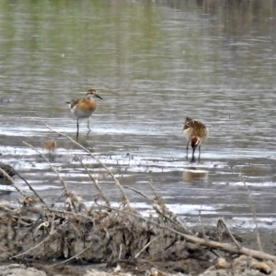 Calidris acuminata (Sharp-tailed Sandpiper) at Jerrabomberra Wetlands - 12 Oct 2018 by RodDeb