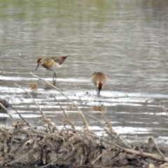 Calidris acuminata at Fyshwick, ACT - 12 Oct 2018