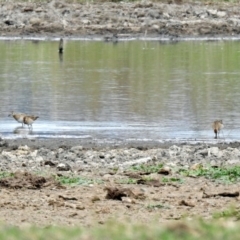 Calidris acuminata at Fyshwick, ACT - 12 Oct 2018 12:50 PM