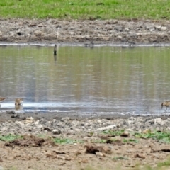 Calidris acuminata at Fyshwick, ACT - 12 Oct 2018