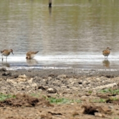 Calidris acuminata at Fyshwick, ACT - 12 Oct 2018 12:50 PM