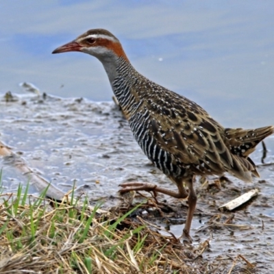 Gallirallus philippensis (Buff-banded Rail) at Fyshwick, ACT - 12 Oct 2018 by RodDeb