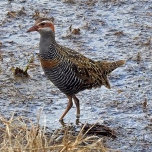 Gallirallus philippensis at Fyshwick, ACT - 12 Oct 2018 11:22 AM