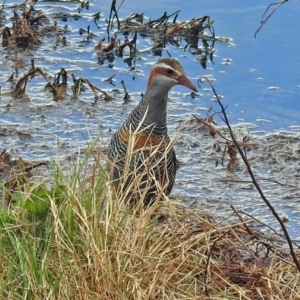 Gallirallus philippensis at Fyshwick, ACT - 12 Oct 2018 11:22 AM