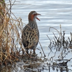 Gallirallus philippensis at Fyshwick, ACT - 12 Oct 2018