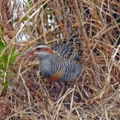 Gallirallus philippensis at Fyshwick, ACT - 12 Oct 2018 11:22 AM