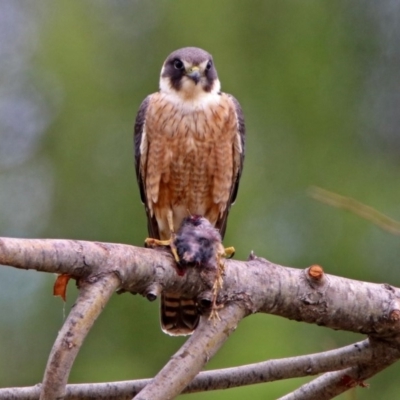 Falco longipennis (Australian Hobby) at Fyshwick, ACT - 12 Oct 2018 by RodDeb