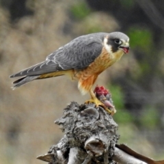 Falco longipennis at Fyshwick, ACT - 12 Oct 2018