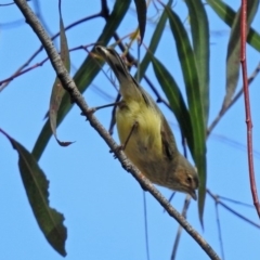 Smicrornis brevirostris (Weebill) at Macarthur, ACT - 13 Oct 2018 by RodDeb