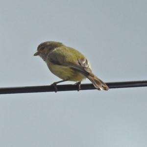 Smicrornis brevirostris at Macarthur, ACT - 13 Oct 2018