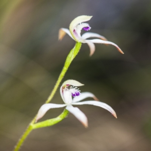 Caladenia ustulata at Acton, ACT - 12 Oct 2018