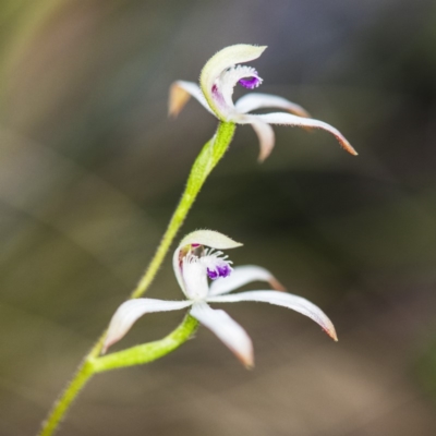 Caladenia ustulata (Brown Caps) at ANBG South Annex - 12 Oct 2018 by GlenRyan