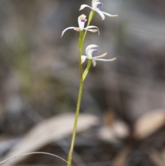 Caladenia ustulata at Acton, ACT - 12 Oct 2018