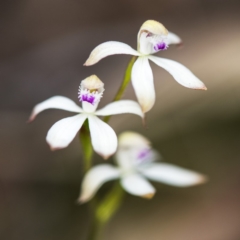 Caladenia ustulata at Acton, ACT - 12 Oct 2018