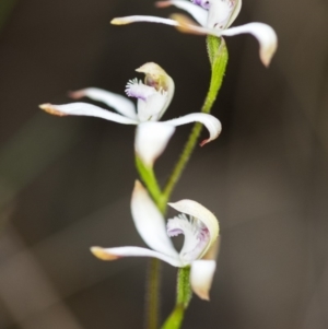 Caladenia ustulata at Acton, ACT - 12 Oct 2018