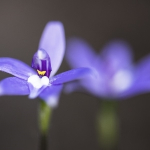 Glossodia major at Acton, ACT - suppressed