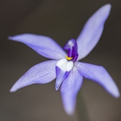 Glossodia major at Acton, ACT - suppressed