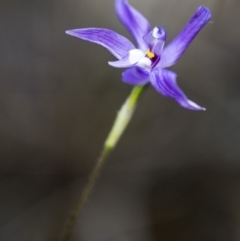 Glossodia major at Acton, ACT - suppressed