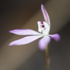 Caladenia fuscata (Dusky Fingers) at ANBG South Annex - 12 Oct 2018 by GlenRyan