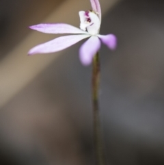 Caladenia fuscata at Acton, ACT - 12 Oct 2018