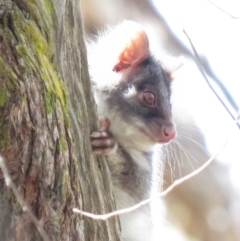 Pseudocheirus peregrinus (Common Ringtail Possum) at Stony Creek Nature Reserve - 13 Oct 2018 by KumikoCallaway