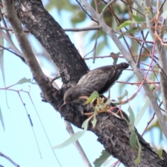 Daphoenositta chrysoptera (Varied Sittella) at Carwoola, NSW - 13 Oct 2018 by KumikoCallaway