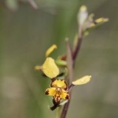 Diuris semilunulata at Cotter River, ACT - suppressed