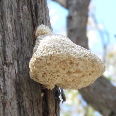 Laetiporus portentosus (White Punk) at QPRC LGA - 13 Oct 2018 by KumikoCallaway