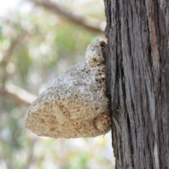 Laetiporus portentosus at Carwoola, NSW - 13 Oct 2018