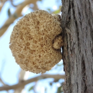 Laetiporus portentosus at Carwoola, NSW - 13 Oct 2018 03:07 PM